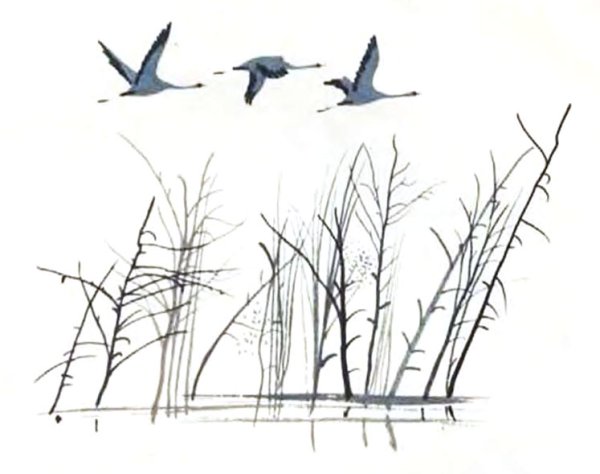 Журавлиный Клин Графика