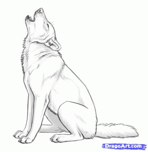 Волк карандашом в полный рост