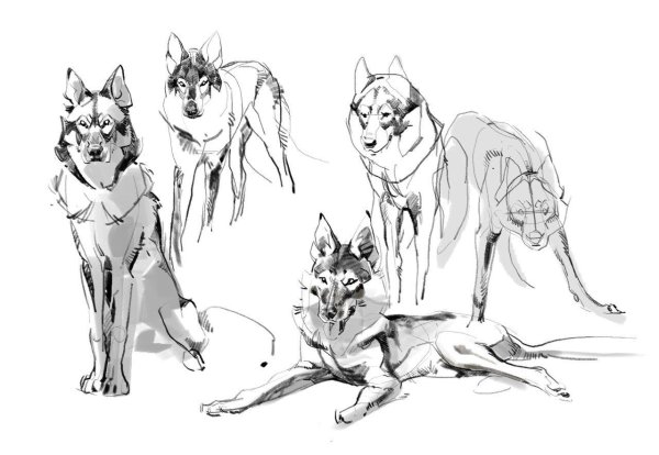 Собака скетч