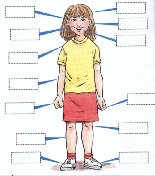 Части тела картинки