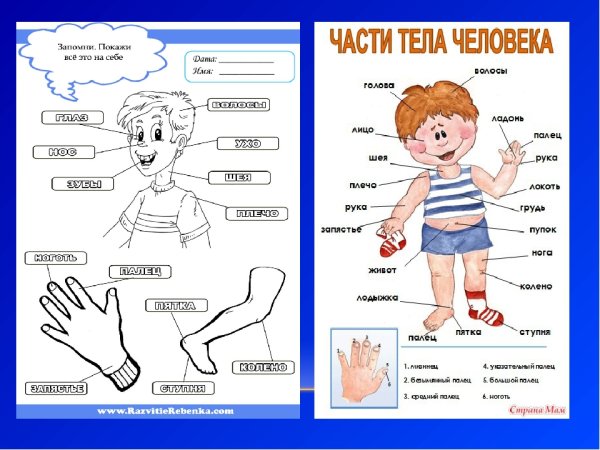 Части тела с названиями для детей
