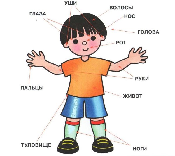 Части тела для дошкольников