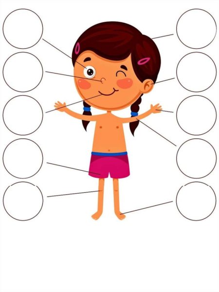 Части тела для дошкольников