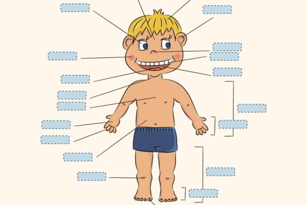 Части тела человека