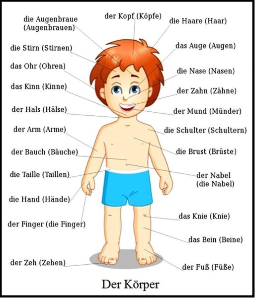 Части тела человека по немецкому языку