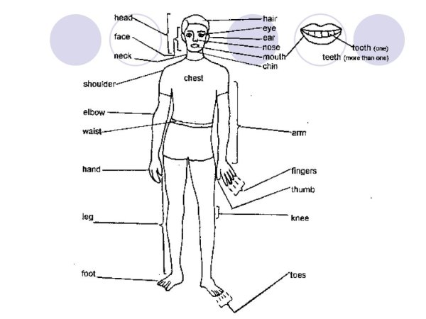 Части тела человека схема