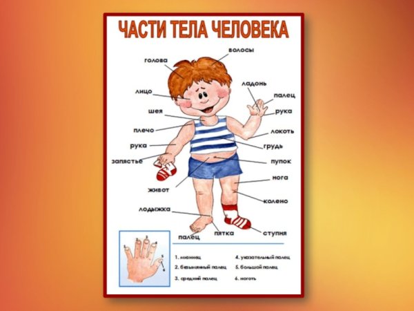 Тело человека для дошкольников