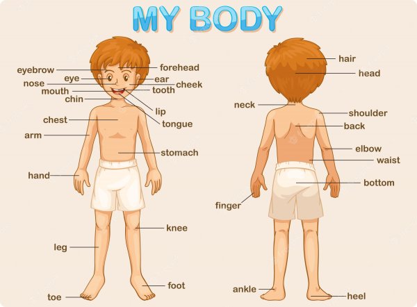 Тело человека на английском языке