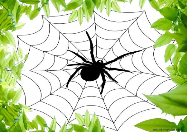 Паук на паутине