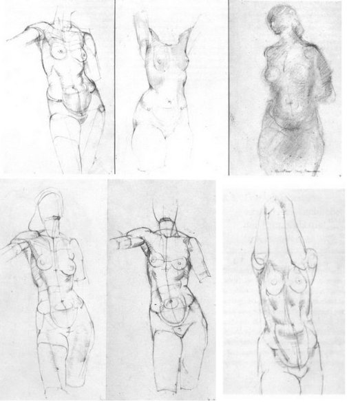 Анатомия Баммеса торс