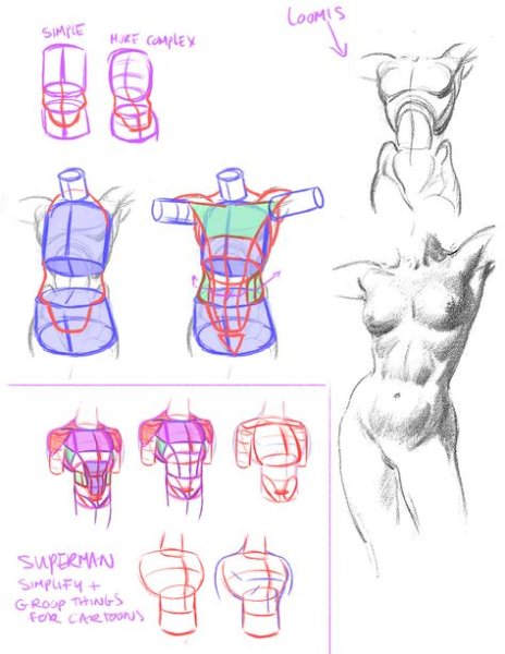 Женский торс референс анатомия