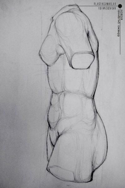 Торс анатомия референс