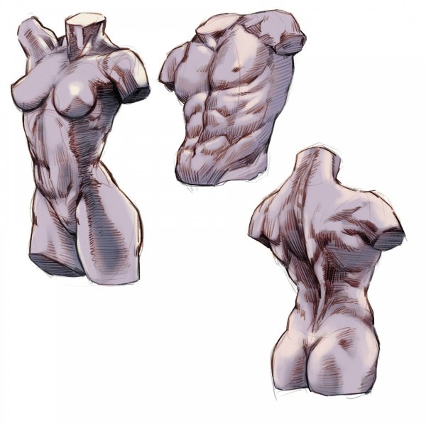 Торс Экорше пластическая анатомия