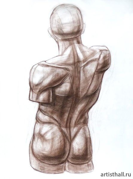 Анатомия торс Экорше