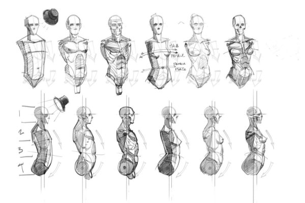 Анатомические Наброски