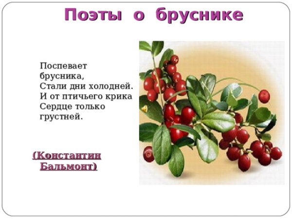 Гипотеза о бруснике детям-1