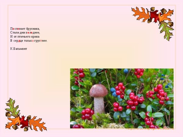 Бальмонт поспевает брусника иллюстрация
