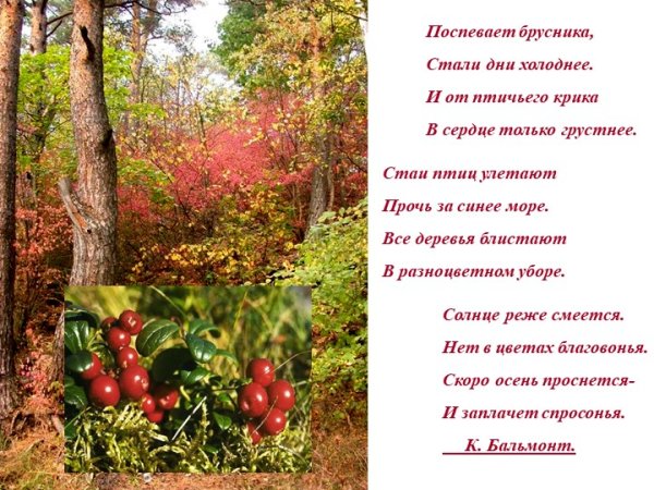 Бальмонт поспевает брусника