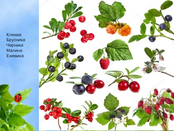 Черника голубика костяника