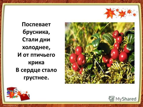 Поспевает брусника