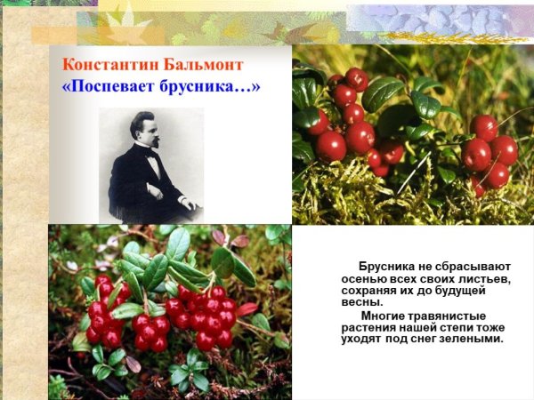 Бальмонт поспевает брусника стихотворение