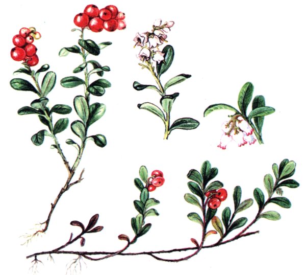 Веточка брусники