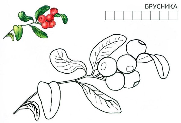 Брусника раскраска