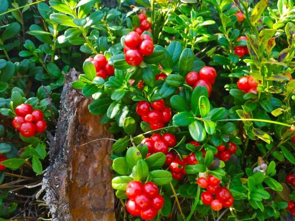 Бальмонт брусника