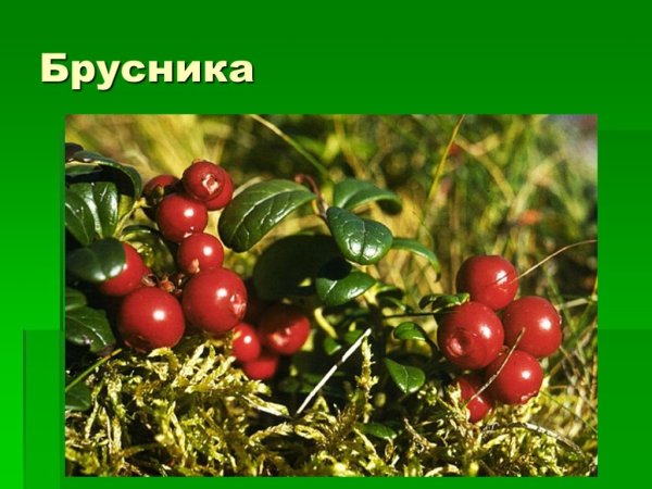 Бальмонт поспевает брусника