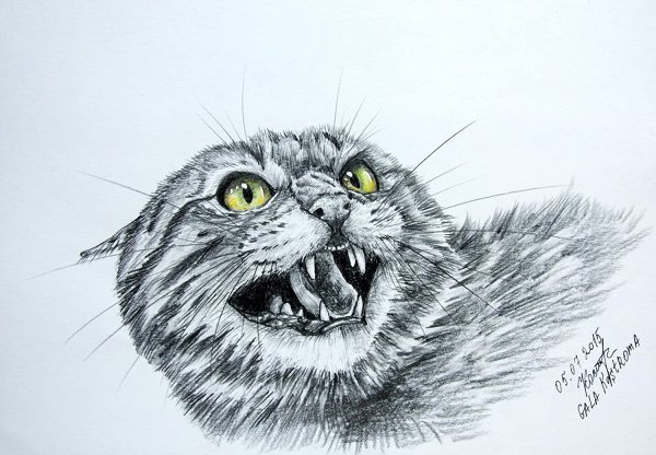 Злой кот нарисованный