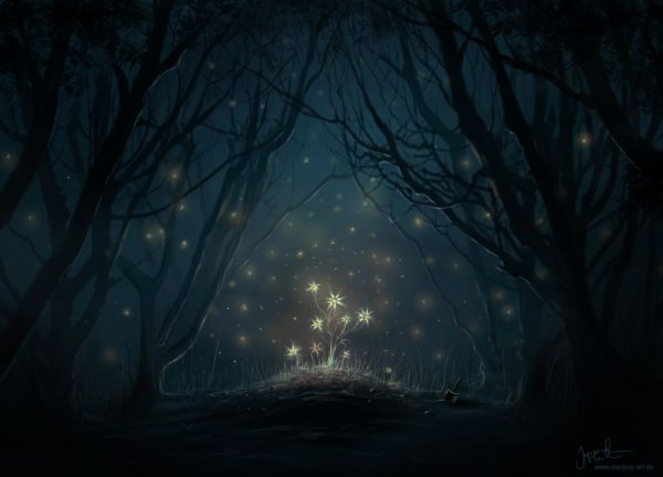Ночной сказочный лес