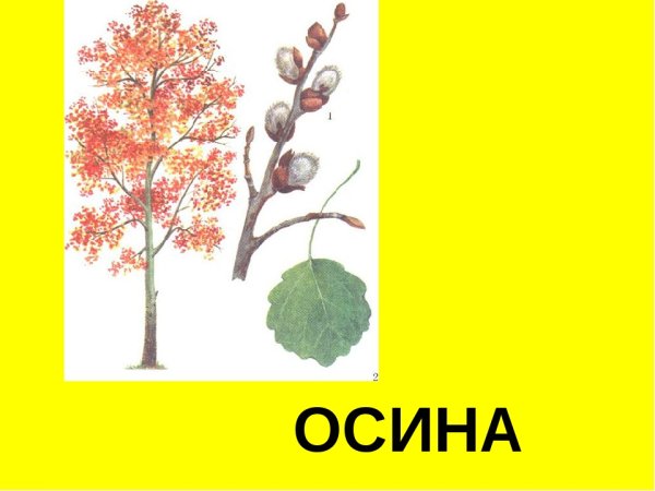 Осина иллюстрация