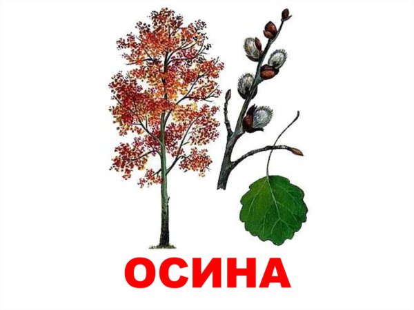 Осина дерево для детей