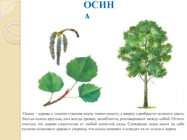 Осина расположение листьев