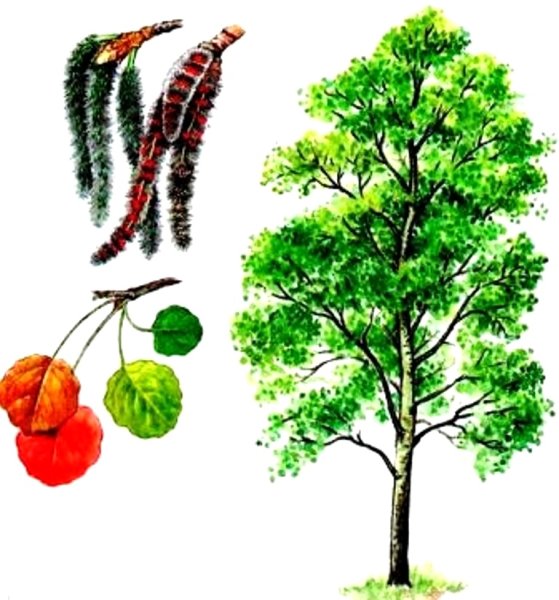 Осина дерево лист плод