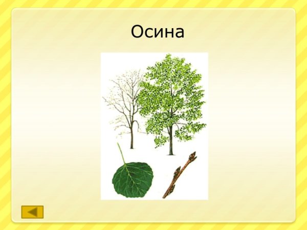 Осина для дошкольников