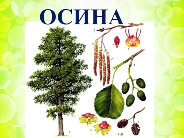 Лиственные деревья осина