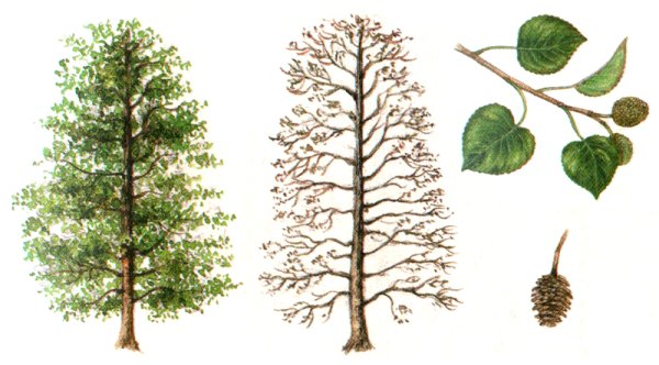 Ольха сердцевидная