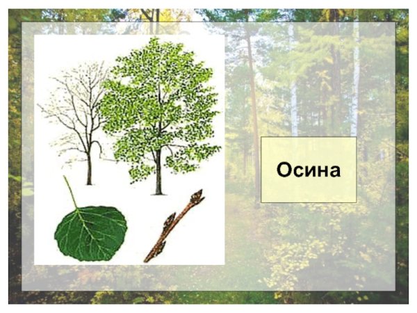 Нарисовать осину