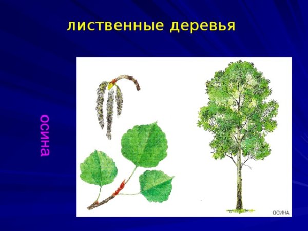 Лиственные деревья Тополь осина липа