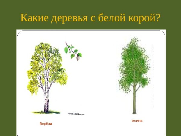 Осина и береза отличия