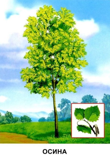 Детям о деревьях в детском саду