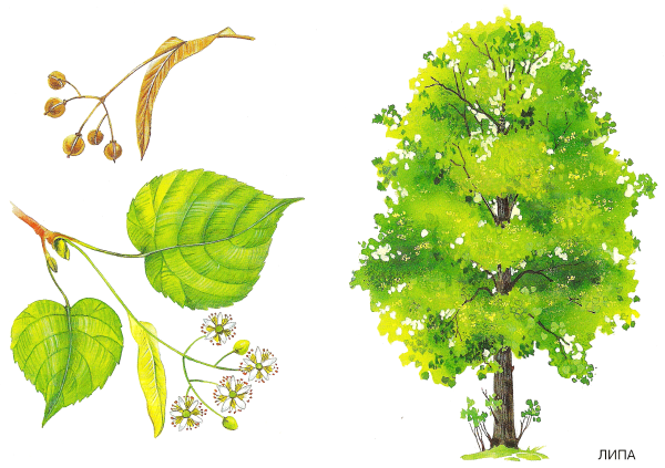 Липа мелколистная