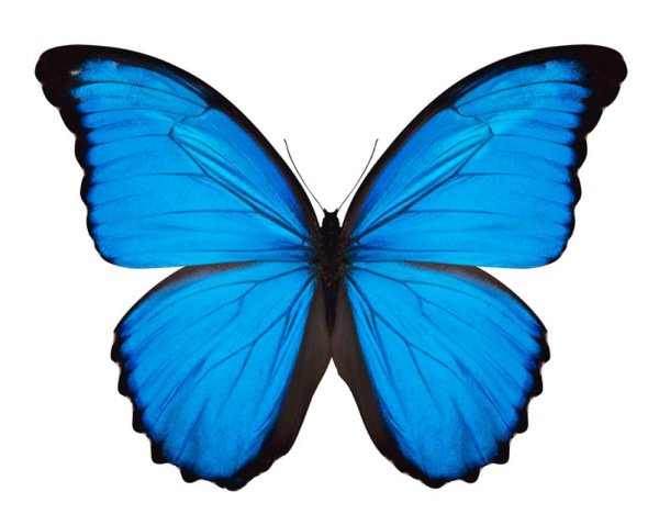 Синяя бабочка