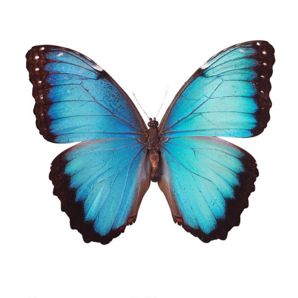 Голубая бабочка