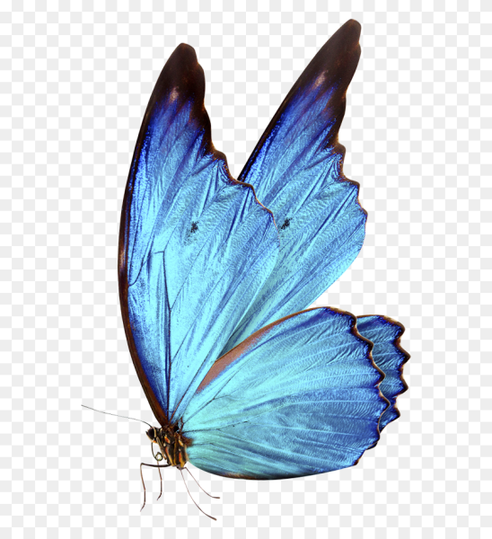 Голубая бабочка на прозрачном фоне