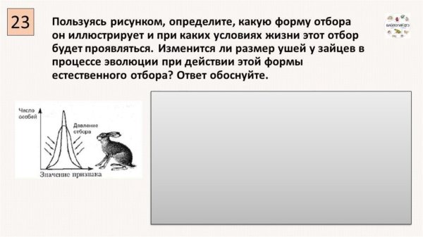 Стабилизирующий отбор примеры зайцы