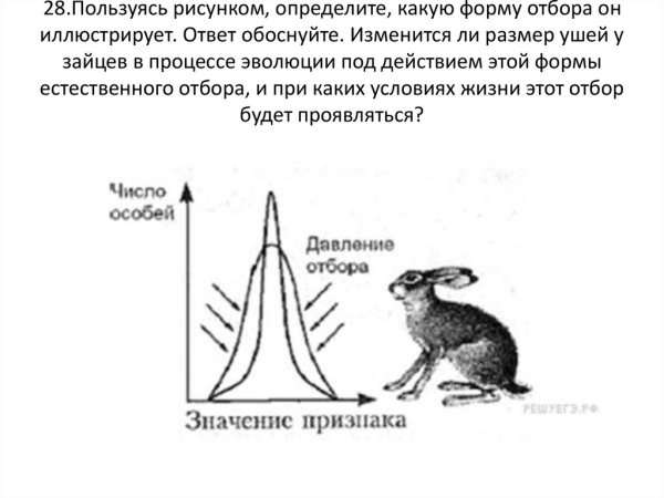 Пользуясь рисунком определите какую форму отбора он
