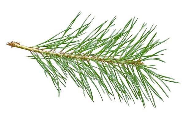 Игла Хвоинка