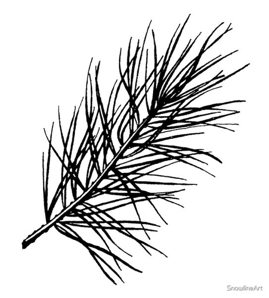 Ель обыкновенная строение хвоинок